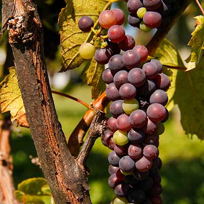 Red grapes on the vine